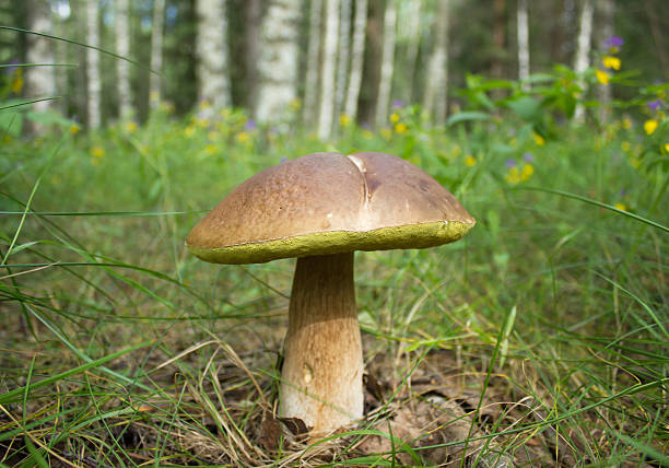 istock Penny bun mushroom in the forest 547526544