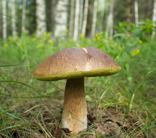 istock Penny bun mushroom in the forest 547526578
