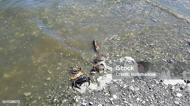 Water Pollution Killed Animals Stock Photo - Download Image Now - Accidents  and Disasters, Animal, Animal Themes - iStock