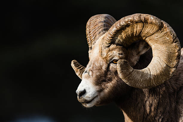 rocky mountain carneiro selvagem norte-americano (ovis canadensis - rocky mountain sheep - fotografias e filmes do acervo