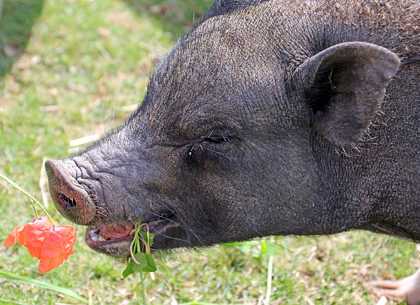Please Don't Eat the Flower A mini-pig, looking for anything to eat, is tempted by a flower during a summer afternoon. dont eat meat stock pictures, royalty-free photos & images