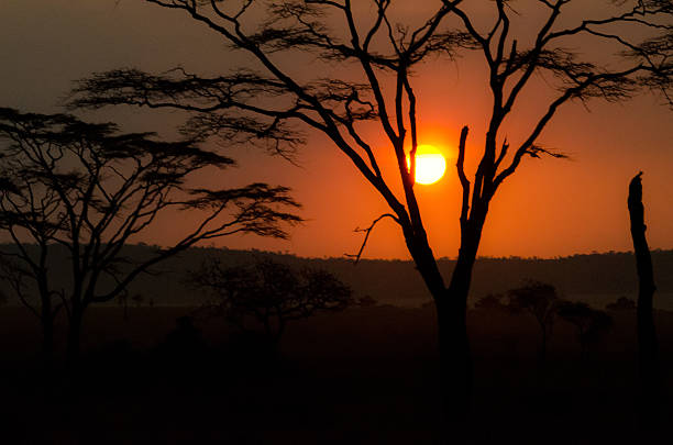 istock Safari Acacia Tree Tanzania Sunset 547530962