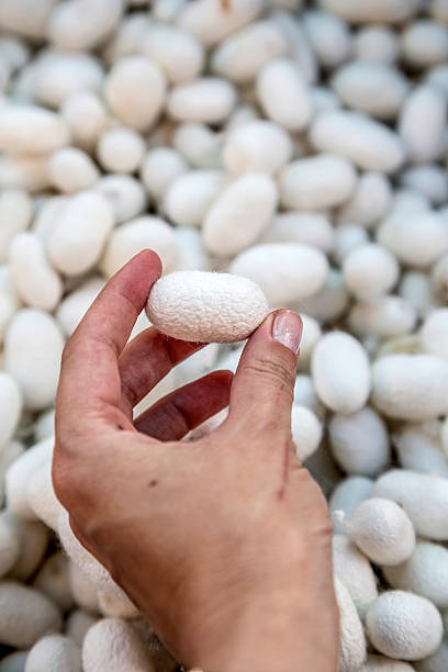 istock female hand holding silk cocoon 547531060