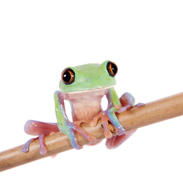 istock Beautiful blue-sided tree frog on white background 547531080