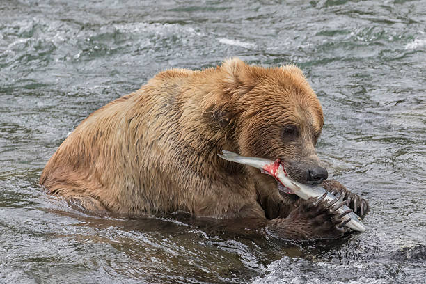istock Brown Bear (Grizzly) eating a sockeye salmon in river 547531264