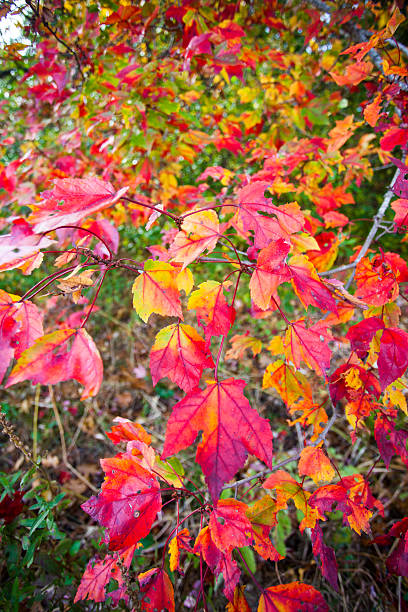 istock Fall Foliage in New England 547531970