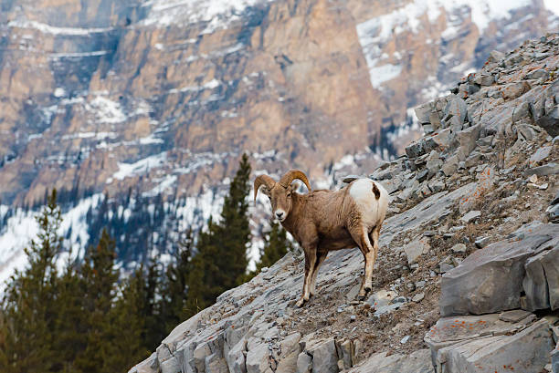 istock Rocky Mountain Bighorn Sheep (Ovis canadensis) 547532060