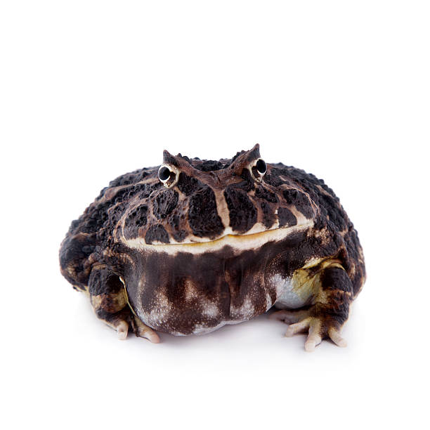 istock The Argentine horned frog on white 547532282