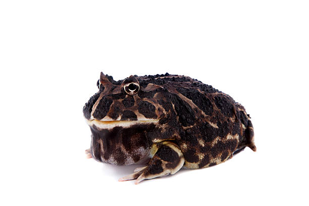 istock The Argentine horned frog on white 547532306