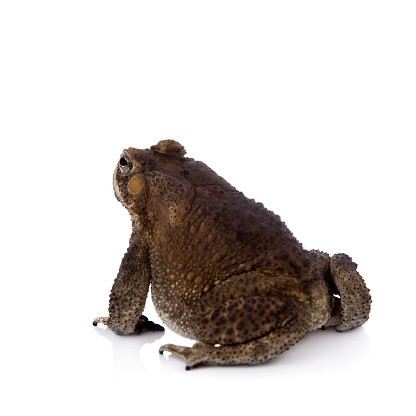 Asian common toad, Duttaphrynus melanostictus, isolated on white background