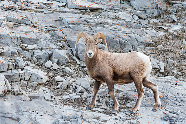 istock Rocky Mountain Bighorn Sheep (Ovis canadensis) 547532910
