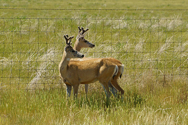 istock Deer at Wyoming grassland 547533304
