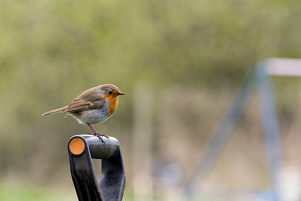 side view of robin redbreast perched on a spade handle - rubecula imagens e fotografias de stock