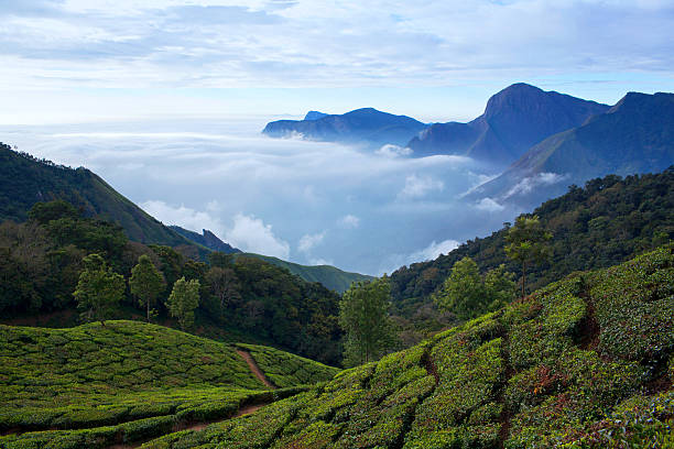 istock Tea plantations in Munnar, Kerala, India 547534098