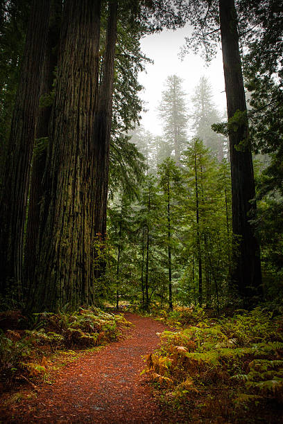 Trail through a coast redwood (Sequoia sempervirens) forest in the Humboldt Redwoods State Park in Humboldt County, California.