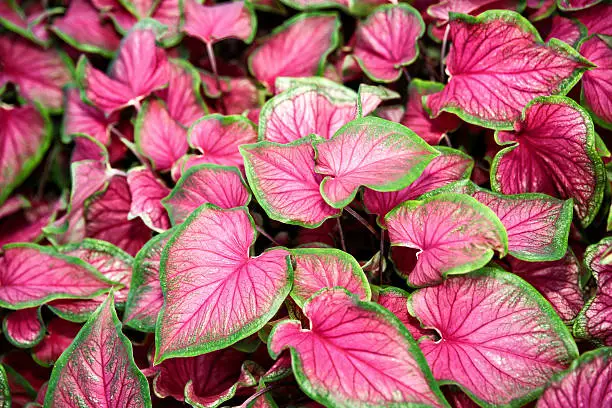 This is a macro photo of Caladium Elephant Ear Plants