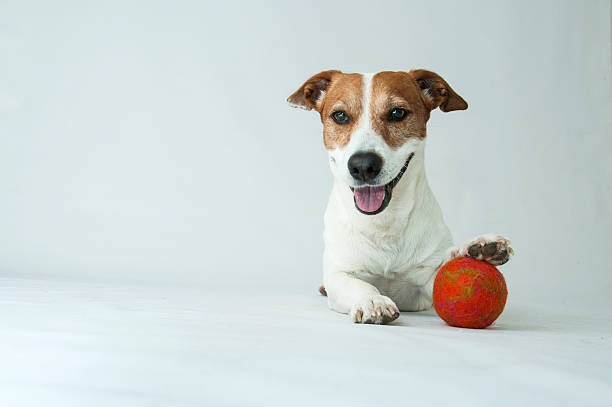 istock Happy dog with a fluffy ball . 547534942