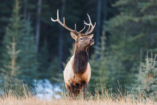 Wild Elk in winter, Banff National Park Alberta Canada