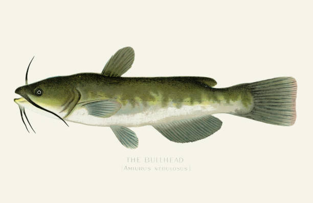 The bullhead fish illustration 1899 Annual Report of the Forest, Fish and Game Commission New York 1899 bullhead fish stock illustrations