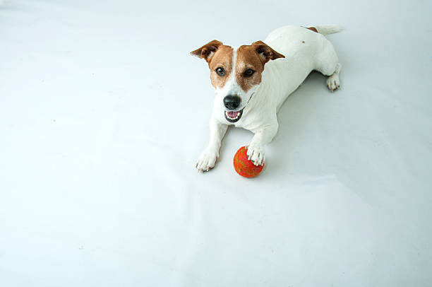 istock Happy dog with a fluffy ball . 547534990