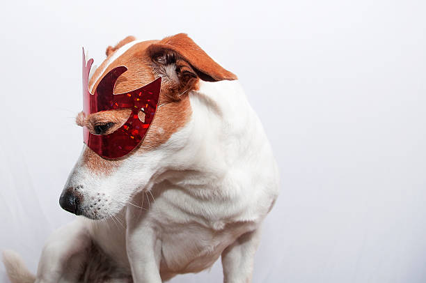 Jack Russell Terrier dog wearing red mask masquerade costume in observance celebration of carnival mardi gras looking at camera and ready to party have fun celebrate