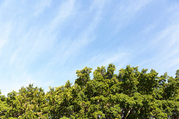 cielo e alberi, bellissimo sfondo naturale con spazio di copia - cima di albero foto e immagini stock