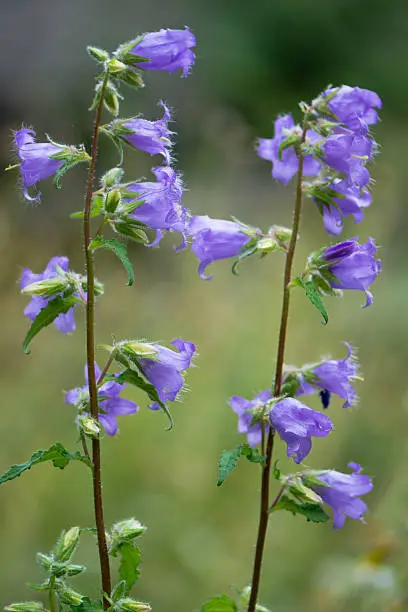 A blue wildflower in the family Campanulaceae, native to Britain and Denmark