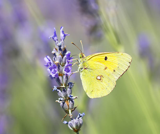 istock Butterfly Colias croceus 547535796