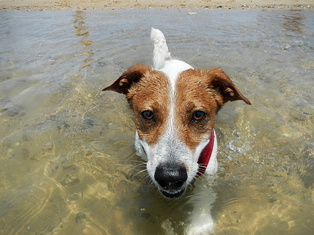 istock Happy Jack Russell Terrier running on the beach 547535848
