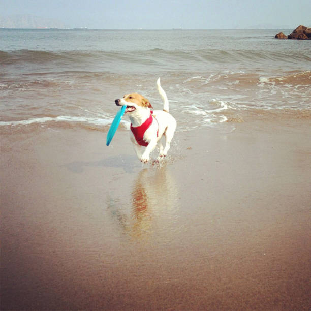 Dog catching the disc frisbee in the beach.
