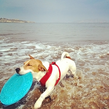 Dog catching the disc frisbee in the beach