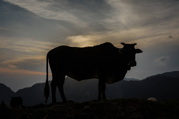 istock Silhouette of a cow on a mountain 547536220