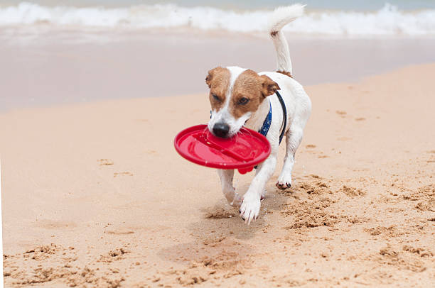 istock Dog catching the disc in the beach. Jack Russell Terrier 547536278