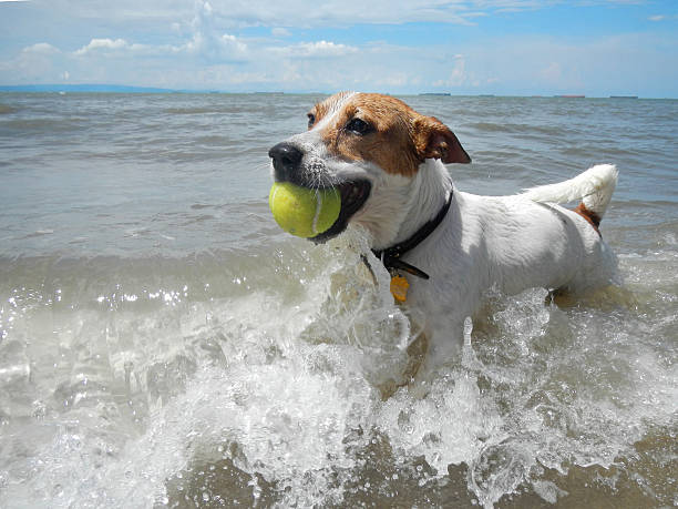 perro atrapando la pelota de tenis en la playa. - looking at camera dog canine domestic animals fotografías e imágenes de stock