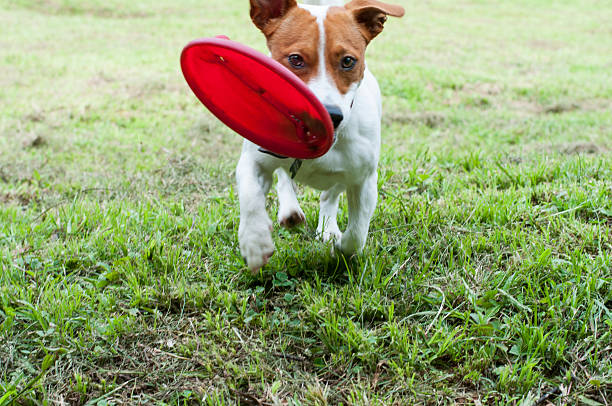 istock Dog playing with the red flying disk on the park. 547536422