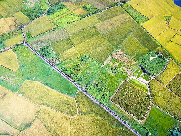 istock golden rice in summer under sunshine aerial view 547536502