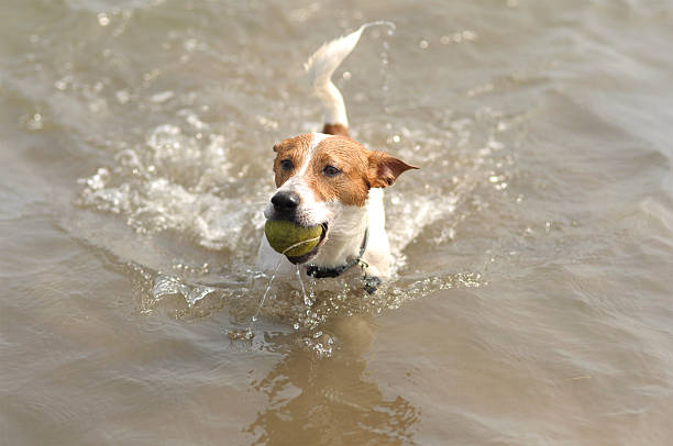 istock Dog playing with tennis ball on the beach. 547536654