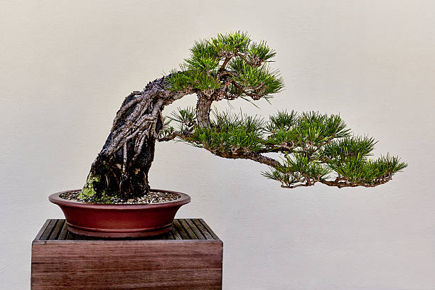 istock Japanese Black Pine Bonsai 547536704