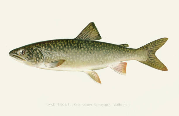 Lake trout illustration 1896 Annual Report of the Forest, Fish and Game Commission New York 1896 trout lake stock illustrations