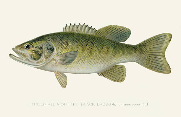 ilustraciones, imágenes clip art, dibujos animados e iconos de stock de ilustración 1896 de la lubina negra de la boca pequeña - pez ilustraciones