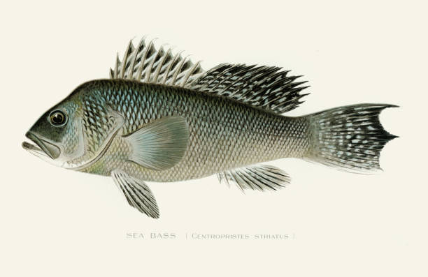 schwarzseebarsch illustration 1896 - black bass stock-grafiken, -clipart, -cartoons und -symbole