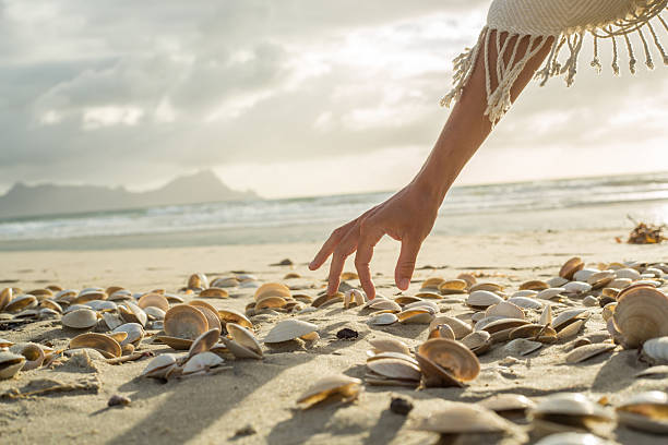 istock Woman's hand picking up seashells from beach at sunset 547538242