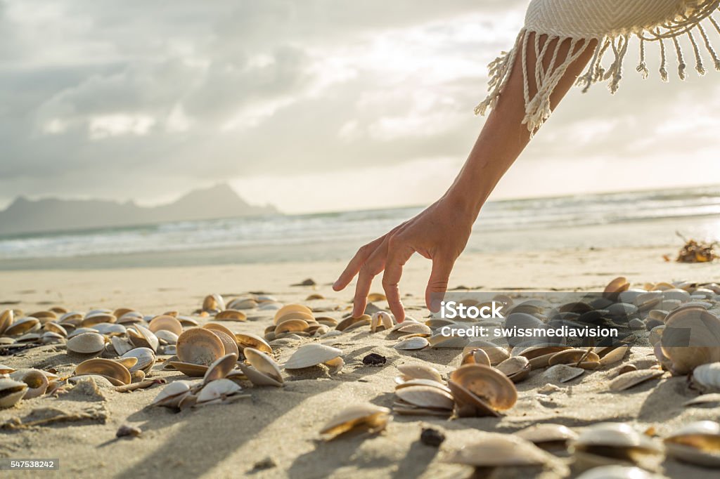 Woman's hand picking up seashells from beach at sunset Close up on woman's hand picking up seashells from the beach. Beautiful sunset at Bay of Islands, New Zealand. Animal Shell Stock Photo