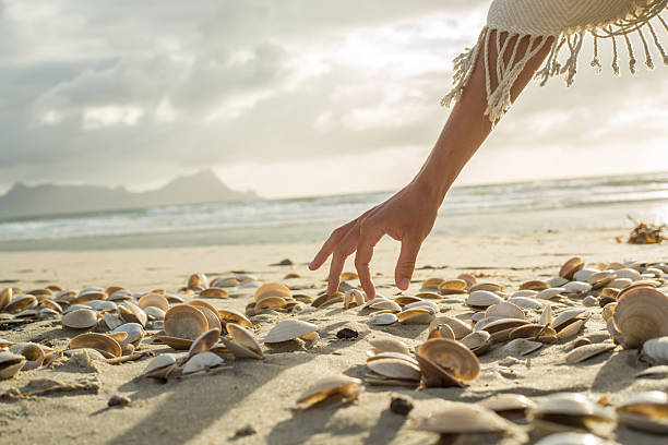 Woman's hand picking up seashells from beach at sunset Close up on woman's hand picking up seashells from the beach. Beautiful sunset at Bay of Islands, New Zealand. bay of islands new zealand stock pictures, royalty-free photos & images