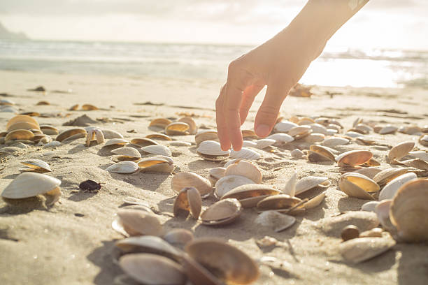 istock Close up on woman's hand picking up seashells from beach 547538436