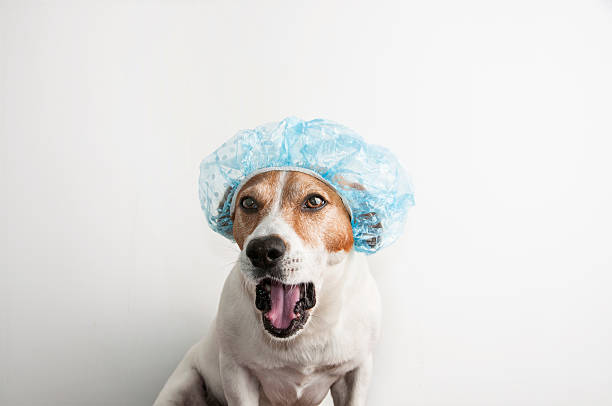 istock Puppy dog before bath with a bathing capbathing cap 547538476