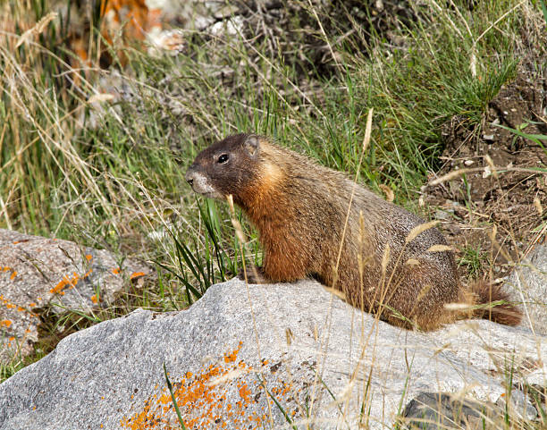 istock Yellow-bellied Marmot Sitting on a Rock 547538568