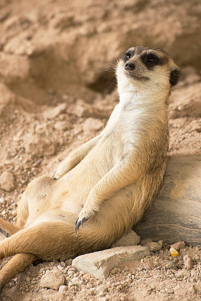 istock Meerkat resting in zoo 547538894