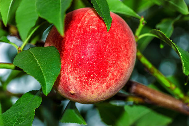 istock Sweet peach fruits growing on a peach tree branch 547539434