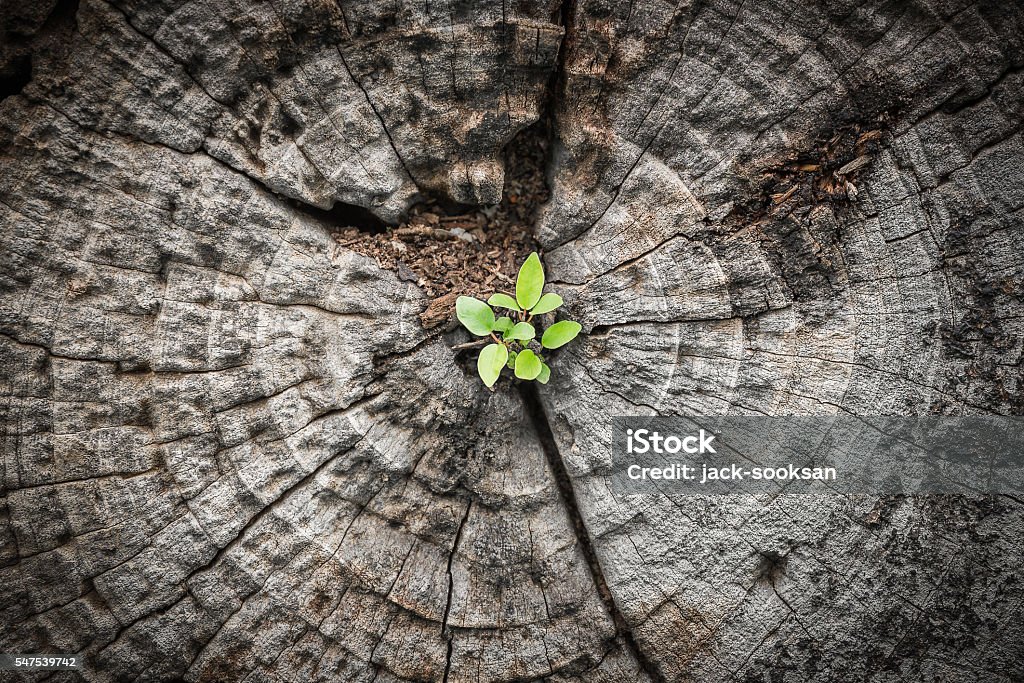 Kleiner Baum wächst aus absterbendem Holz - Lizenzfrei Neues Leben Stock-Foto